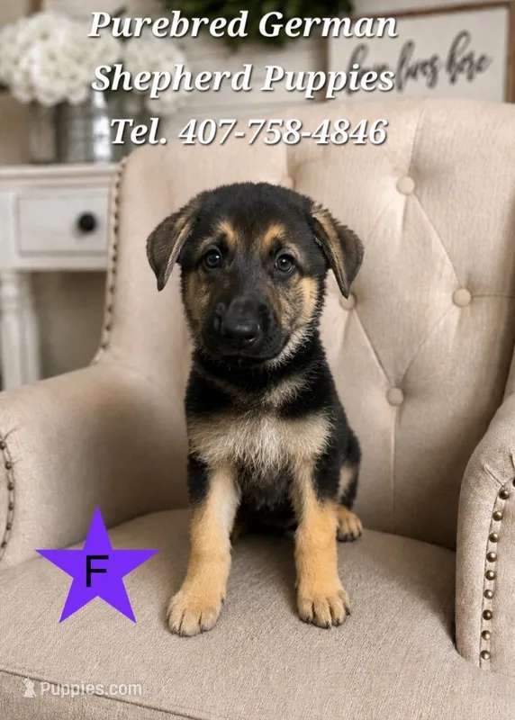 Royal – German Shepherd Dog puppy for sale in Kissimmee, FL
