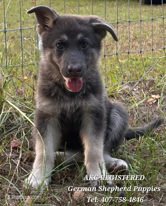 AKC - Pearl – German Shepherd Dog puppy for sale in Kissimmee, FL