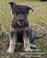 AKC - Pearl, a female German Shepherd Dog for sale in Kissimmee, FL – 1 of 1