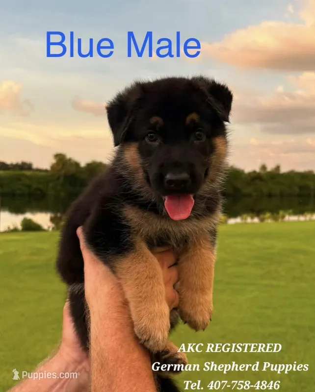 AKC - Thor – German Shepherd Dog puppy for sale in Kissimmee, FL