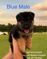 AKC - Thor, a male German Shepherd Dog for sale in Kissimmee, FL – 1 of 1