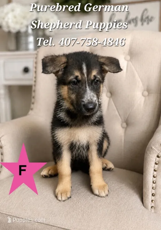 Princess – German Shepherd Dog puppy for sale in Kissimmee, FL