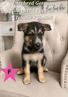 Princess, a female German Shepherd Dog for sale in Kissimmee, FL – 1 of 1