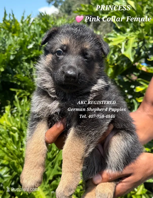 AKC - PRINCESS  – German Shepherd Dog puppy for sale in Kissimmee, FL