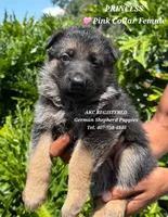 AKC - PRINCESS , a female German Shepherd Dog for sale in Kissimmee, FL – 1 of 1