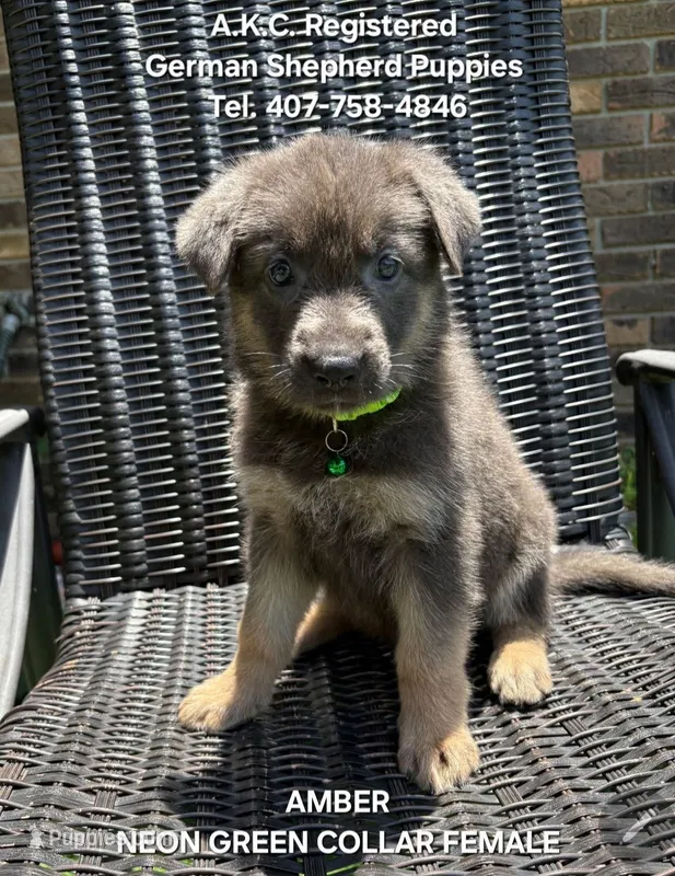 AKC - AMBER – German Shepherd Dog puppy for sale in Kissimmee, FL