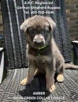 AKC - AMBER, a female German Shepherd Dog for sale in Kissimmee, FL – 1 of 3