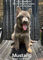 AKC-MUSTANG, a male German Shepherd Dog for sale in Kissimmee, FL – 1 of 3