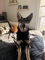 Whiskey, a female German Shepherd Dog for sale in Kokomo, IN – Photo 2 of 3