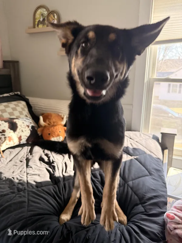 Whiskey – German Shepherd Dog puppy for sale in Kokomo, IN
