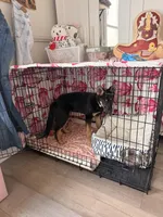 Whiskey, a female German Shepherd Dog for sale in Kokomo, IN – Photo 3 of 3