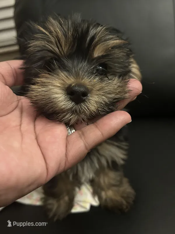 Jr – Yorkipoo puppy for sale in Blacklick Estates, OH