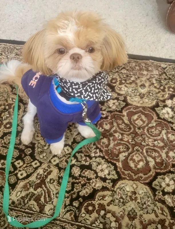 Coco – Shih Tzu puppy for sale in Wellington, FL