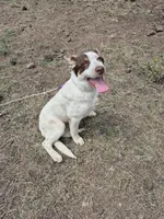 Snowy, a female Australian Cattle Dog and Border Collie for sale in Sedona, AZ – 3 of 5