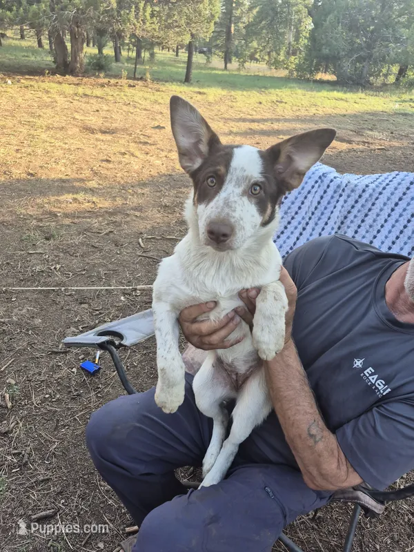 Snowy – Australian Cattle Dog, Border Collie puppy for sale in Sedona, AZ