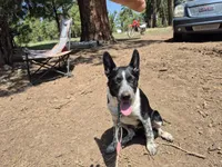 Melissa, a female Australian Cattle Dog and Border Collie for sale in Sedona, AZ – 2 of 8