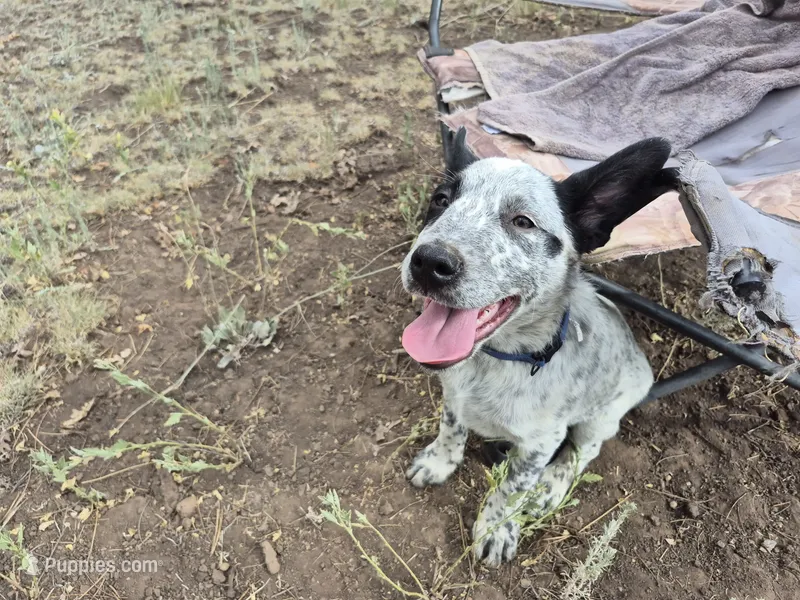Pirate – Australian Cattle Dog, Border Collie puppy for sale in Sedona, AZ