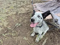 Pirate, a male Australian Cattle Dog and Border Collie for sale in Sedona, AZ – 1 of 5