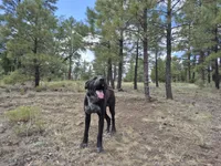 Blue, a male Australian Cattle Dog and Border Collie for sale in Sedona, AZ – 5 of 5