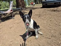 Melissa, a female Australian Cattle Dog and Border Collie for sale in Sedona, AZ – 5 of 8