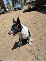 Melissa, a female Australian Cattle Dog and Border Collie for sale in Sedona, AZ – 8 of 8