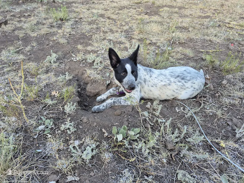 Absolupso – Australian Cattle Dog, Border Collie puppy for sale in Flagstaff, AZ
