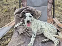 Pirate, a male Australian Cattle Dog and Border Collie for sale in Sedona, AZ – 2 of 5