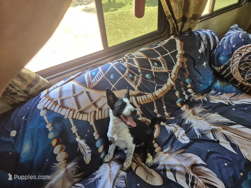 Mystic – Australian Cattle Dog, Border Collie puppy for sale in Flagstaff, AZ