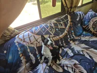 Mystic, a female Australian Cattle Dog and Border Collie for sale in Flagstaff, AZ – 1 of 1