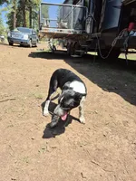 Melissa, a female Australian Cattle Dog and Border Collie for sale in Sedona, AZ – 6 of 8