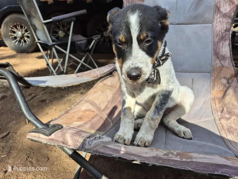 Spot – Australian Cattle Dog, Border Collie puppy for sale in Sedona, AZ