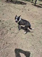 Squirty, a male Australian Cattle Dog and Border Collie for sale in Sedona, AZ – 3 of 3