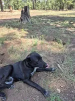 Blue, a male Australian Cattle Dog and Border Collie for sale in Sedona, AZ – 2 of 5