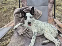 Pirate, a male Australian Cattle Dog and Border Collie for sale in Sedona, AZ – 3 of 5