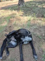 Blue, a male Australian Cattle Dog and Border Collie for sale in Sedona, AZ – 3 of 5