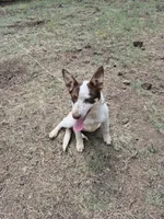 Snowy, a female Australian Cattle Dog and Border Collie for sale in Sedona, AZ – 5 of 5