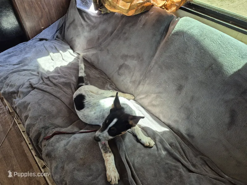 Spot – Australian Cattle Dog, Border Collie puppy for sale in Sedona, AZ
