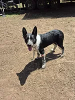 Melissa, a female Australian Cattle Dog and Border Collie for sale in Sedona, AZ – 4 of 8