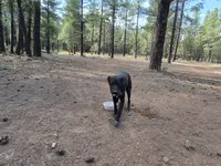 Blue, a male Australian Cattle Dog and Border Collie for sale in Flagstaff, AZ – 2 of 2