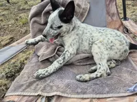 Pirate, a male Australian Cattle Dog and Border Collie for sale in Sedona, AZ – 4 of 5
