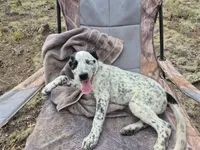 Pirate, a male Australian Cattle Dog and Border Collie for sale in Sedona, AZ – 5 of 5
