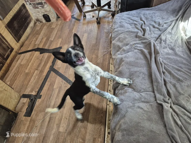 Melissa – Australian Cattle Dog, Border Collie puppy for sale in Sedona, AZ