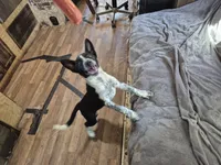Melissa, a female Australian Cattle Dog and Border Collie for sale in Sedona, AZ – 1 of 8