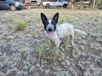 Absolupso, a female Australian Cattle Dog and Border Collie for sale in Sedona, AZ – 2 of 3