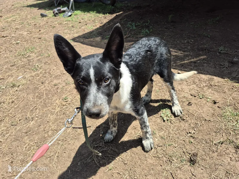 Melissa – Australian Cattle Dog, Border Collie puppy for sale in Sedona, AZ