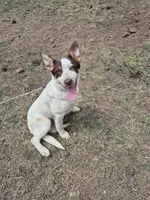 Snowy, a female Australian Cattle Dog and Border Collie for sale in Sedona, AZ – 2 of 5