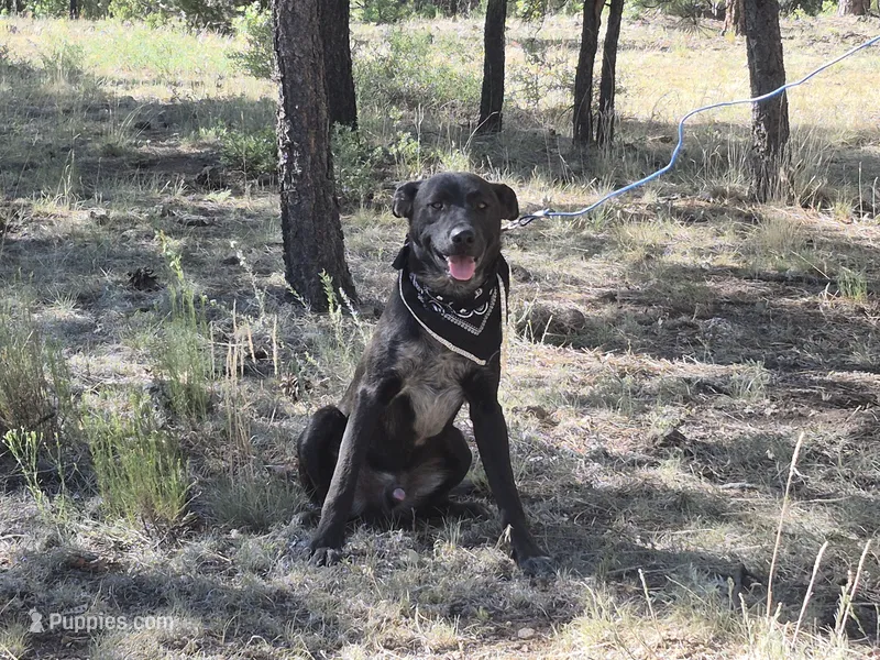 Blue – Border Collie puppy for sale in Flagstaff, AZ