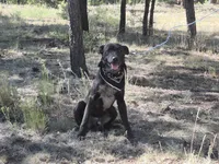 Blue, a male Border Collie for sale in Flagstaff, AZ – 1 of 1
