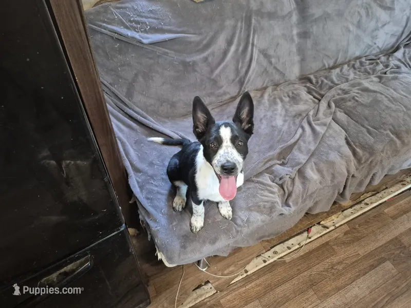 Mystic – Australian Cattle Dog, Border Collie puppy for sale in Sedona, AZ