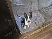 Mystic, a female Australian Cattle Dog and Border Collie for sale in Sedona, AZ – 1 of 1